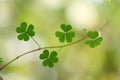 Three leaf clovers