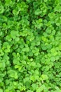 Three Leaf Clovers Royalty Free Stock Photo