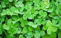 Three leaf clovers Royalty Free Stock Photo