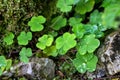 Three leaf clovers Royalty Free Stock Photo
