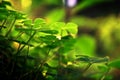 Three leaf clovers in forest Royalty Free Stock Photo