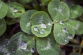 Three leaf clovers