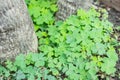 Three leaf clovers Royalty Free Stock Photo
