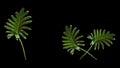 Three leaf of philodendron xanadu isolated on black background for design or decoration advertising product, tropical plant, flat