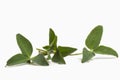 Three leaf three-sheeted green young clover Royalty Free Stock Photo