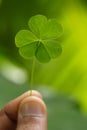 Three Leafed Clover