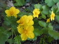 The three-leafed Waldsteinia, Waldsteinia ternata, is a species of forest stone in the subfamily of the Rosoideae. Germany