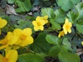 The three-leafed Waldsteinia, Waldsteinia ternata, is a species of forest stone in the subfamily of the Rosoideae. Germany