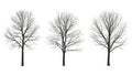 Three leafless trees isolated on white background Royalty Free Stock Photo
