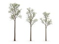 Three leafless trees in minimalist setting Royalty Free Stock Photo