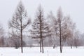 Three leafless trees during a misty snowy winter. Dark sillouettes of trees Royalty Free Stock Photo