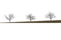 Three leafless trees in winter in a row