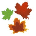 Three leafs