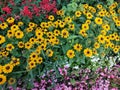 Three-leaved coneflower Rudbeckia triloba, browneyed or brown-eyed susan, thin-leaved coneflower or , group of the Royalty Free Stock Photo