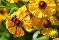 Three-leaved coneflower is a species of flowering plant