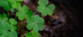 three-leaved shamrocks. St. Patrick\'s day holiday symbol.