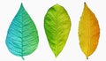 Three leaves with beautiful texture Royalty Free Stock Photo