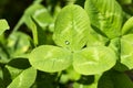 Three leaves clover background. Macro. Close-up. Detail. Wallpaper. Royalty Free Stock Photo