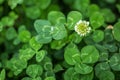 Three leaves clover with clover flowres background. Macro