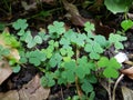 Three leaves Clover