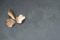 Three Leaves of Eucalyptus Plant in the Corner of Gray Cement Background with Copy space. Top View.