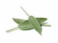 Three leaves of fragrant sage close up. White isolated background.Top view.
