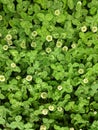 Three leaves grass with white flowers as green background Royalty Free Stock Photo