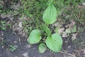 Three leaves of plantain on the soil