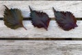 Three leaves of purple shiso perilla herb Royalty Free Stock Photo