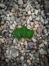 Three leaves on the rocks Royalty Free Stock Photo