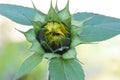 Three Leaf Yellow Knot Sunflower Bud Royalty Free Stock Photo