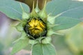 Tri Leaf Green Sunflower Bud Royalty Free Stock Photo