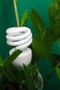 Three LED lamp with green leaf, ECO energy concept, close up. Light bulb on grey background. Saving and Ecological Environment. C Royalty Free Stock Photo