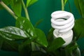 Three LED lamp with green leaf, ECO energy concept, close up. Light bulb on grey background. Saving and Ecological Environment. C Royalty Free Stock Photo