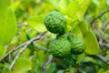 Three leech lime fruits