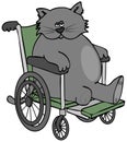 Three legged cat in a wheelchair