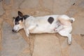 Three legged Jack Russell dog