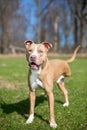 A three-legged Pit Bull Terrier mixed breed dog