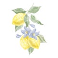 three lemons on a branch with flowers vector watercolor