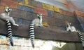 Funny lemurs with striped tails