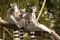 Three lemurs holding each other Royalty Free Stock Photo