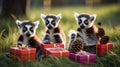 Three Festive Ring-Tailed Lemurs Celebrate with Gifts in a Sunny Meadow Royalty Free Stock Photo
