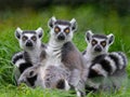Three lemurs sitting in grass and looking at the camera Royalty Free Stock Photo