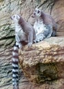 Three lemurs are sitting on a rock Royalty Free Stock Photo