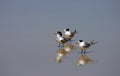 Three lesser-crested terns (Sterna bengalensis) Royalty Free Stock Photo