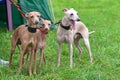 Three Leverette dogs look at the camera close-up Royalty Free Stock Photo