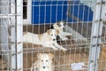 Three light dogs behind bars shelter Royalty Free Stock Photo