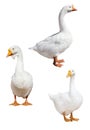 Three isolated white large gooses Royalty Free Stock Photo