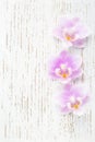 Three light pink orchids on wooden shabby background. Flat lay