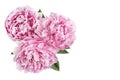 Three light pink peonies bouquet isolated on white background, top view Royalty Free Stock Photo